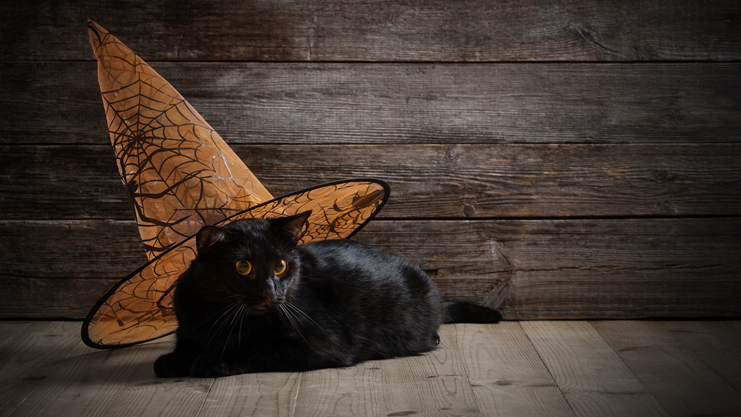 National Black Cat Day Oct 27